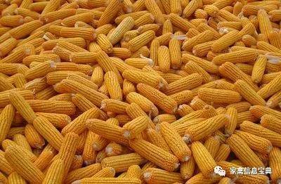 新玉米对蛋鸡、肉鸡等家禽，有哪些危害？