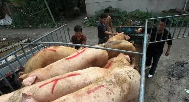 生猪价格还有希望，请养猪人做好准备！