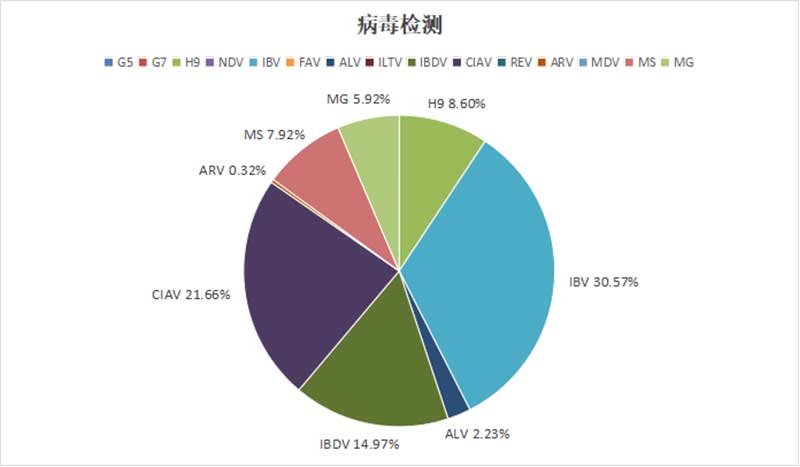 白羽肉鸡主要病毒性病原检出情况